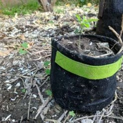 Happy Hydro 1-Gallon Transplanter Fabric Pot (5-Pack) W/handles And Velcro For Easy Transplanting (Black 6H X 7D)