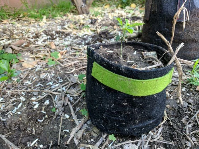 Wholesale ๐ Happy Hydro 1-Gallon Transplanter Fabric Pot (5-Pack) W/handles And Velcro For Easy Transplanting (Black 6H X 7D) ๐คฉ 2 Happy Hydro 1-Gallon Transplanter Fabric Pot (5-Pack) W/handles And Velcro For Easy Transplanting (Black 6H X 7D)