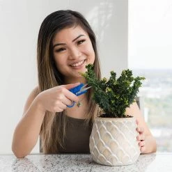 Outlet 🧨 Happy Hydro Mini Clippers - 5 Pack Of Trimming Scissors For Small Plants & Bonsai Pruning Harvest & Essentials 🥰 14 Happy Hydro Mini Clippers - 5 Pack Of Trimming Scissors For Small Plants & Bonsai Pruning Harvest & Essentials