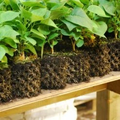 Air-Pot | Container #3 | 2.4 Gal/9.2L | Yellow Base Planting & Watering