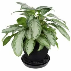 Gro Pro Pot Elevator / Riser | 13'' Planting & Watering