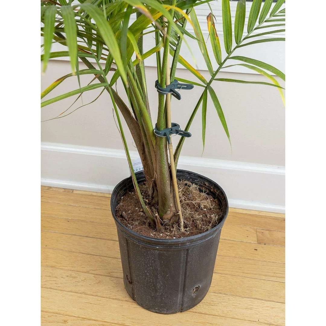 Buy โจ Planting & Watering Happy Hydro Spring-Loaded Plant Clips ๐ 5 Planting & Watering Happy Hydro Spring-Loaded Plant Clips