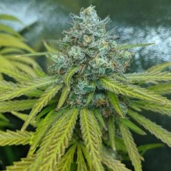 7 Steps To Grow: A Complete Beginner's Guide To Growing Indoors By Mr. Grow It