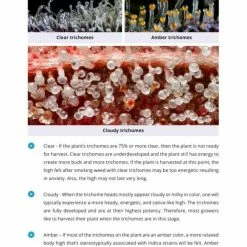 7 Steps To Grow: A Complete Beginner's Guide To Growing Indoors By Mr. Grow It